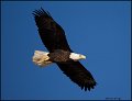 _1SB7448 american bald eagle